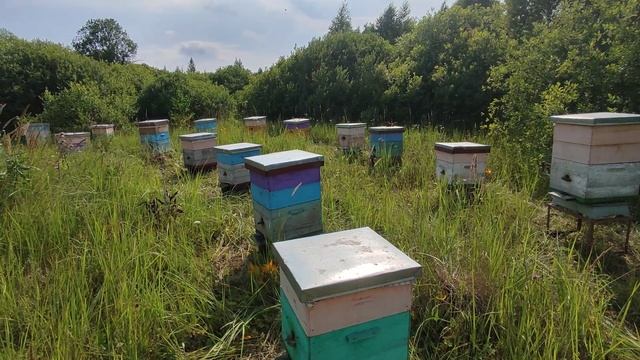 Пчёлы на подсолнухе