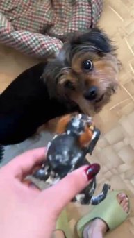 Собачка мило поиграла. Игрушке конец