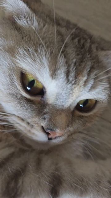 Василиса прикинулась ковриком.)