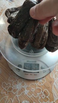 Струя бобра