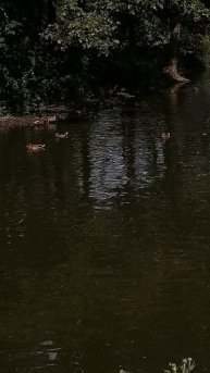 парк и уточки