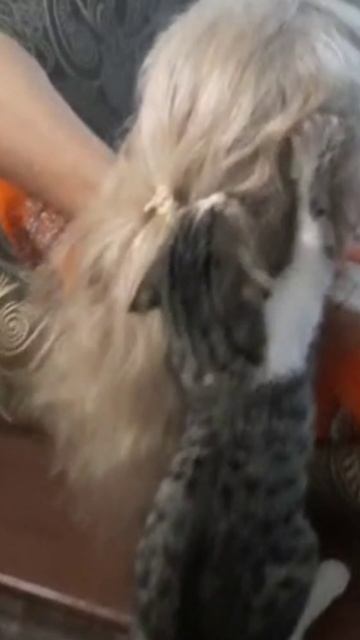 😺 Смешные КОТИКИ. Мой котенок думает, что его мамка кошка. Продолжаю показывать чудачества моего ко