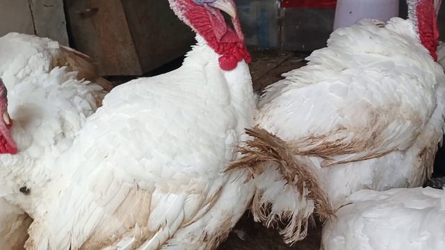 разговоры с индюками