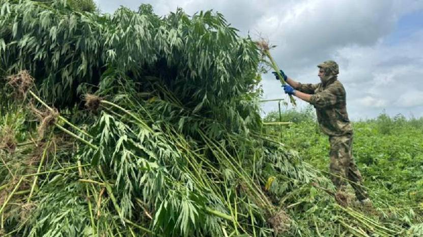 В Приморье было уничтожено более 56 тыс. кустов дикой конопли