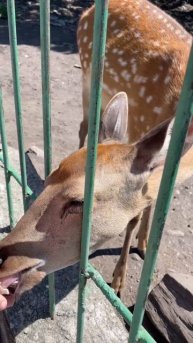 пока мы тут кормим животных Алтая
напишите откуда Вы смотрите наши видео? 😍