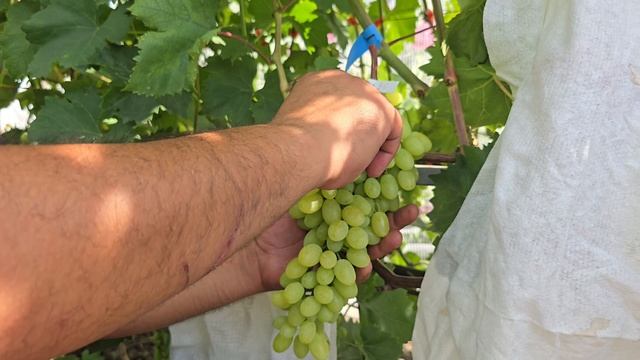 Кишмиш Джолин -Arra 30