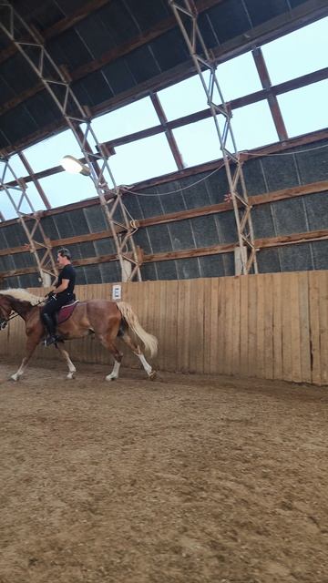 Алексей и Каспер переходы галоп рысь.