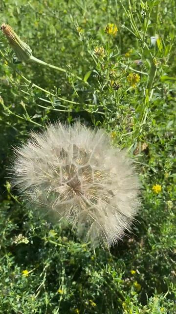 Одуванчики-гиганты#лето #дача #сад
