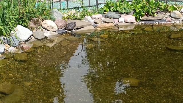 Пруд с черепахами, рыбами и мальками.