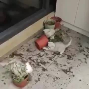 #catsofinstagram #chillcat #смеховинка #друзьяприкалываются #catclub #веселье #kittylove #смешные...