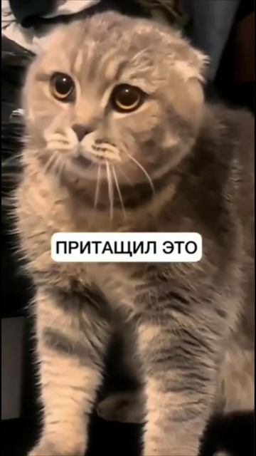 Смешные коты #71-1