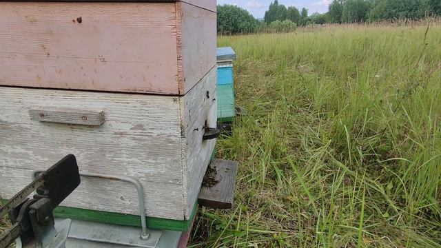 Подсолнух. Привес 1,2кг