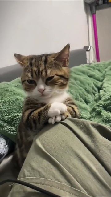 Подборка Милых Котят #5