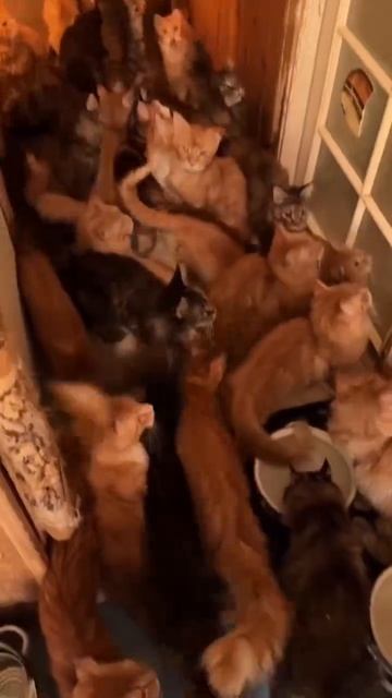 Больше 30 кошек и котов породы мейн-кун поселились в 2-х комнатной  квартире в центре Москвы.