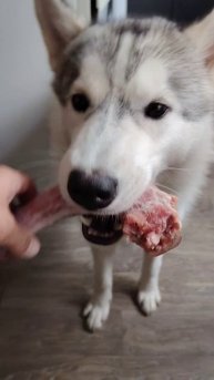 Хаски любят мороженое 😊