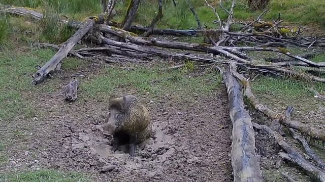 Фото ловушка кабины