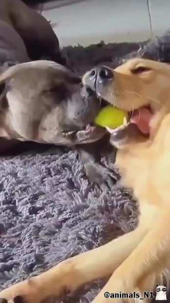 #фан #милота #cozyvibes #приколы #cute #смешно #смешнаяжизнь #catdaddy