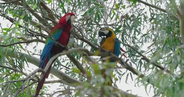 Попугаи в дикой проде
