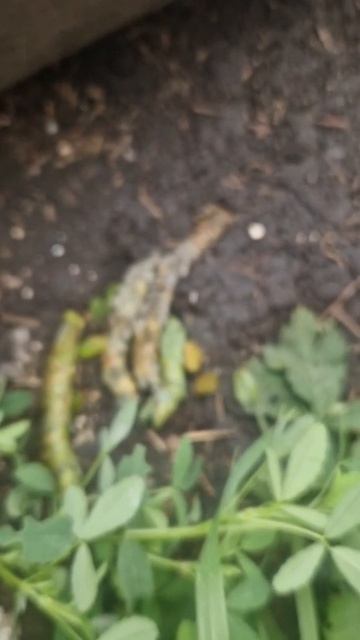 Пчела 🐝 листорез