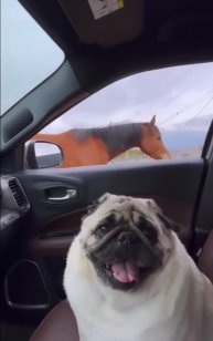 #мемныевидео #petstagram #pawsome #вируснаяволна #cute #kittylove #смешныеживотные #смешныекартинки