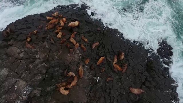 Настоящие и ушастые тюленям в Кроноцком заповеднике и Южно-Камчатском заказнике.mp4