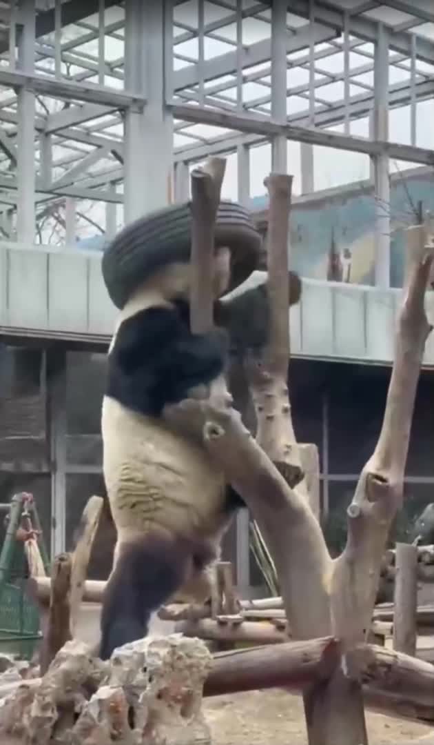 #ржач #весельевсех #виртсмех #веселыепосты #забавныефакты #catdaily #милота #kittensofinstagram