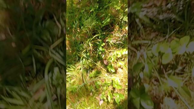 Влог на природе ( 3 влог) (1 часть) (приветствие).