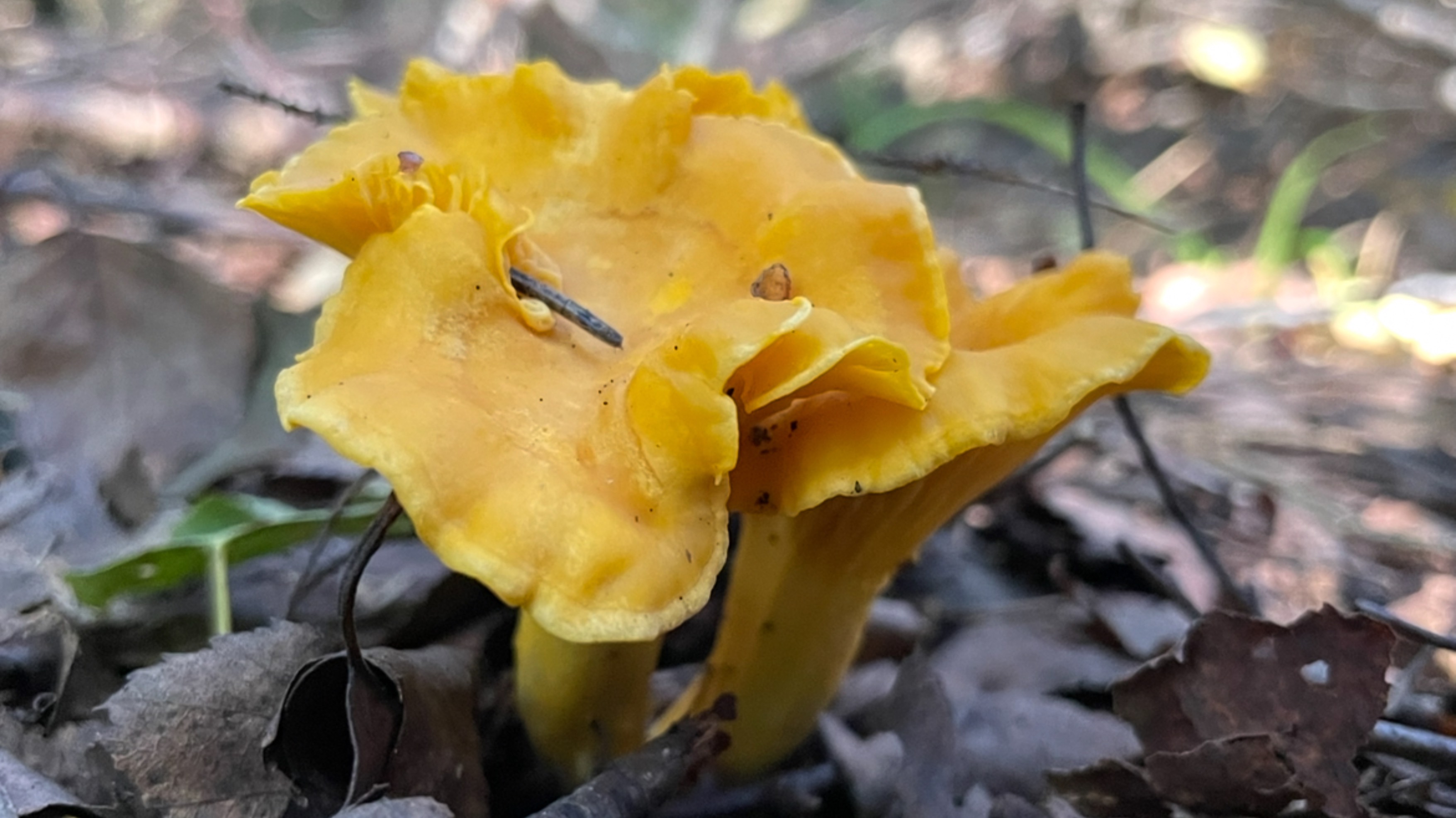 Тихая охота в июле | Собираем лисички