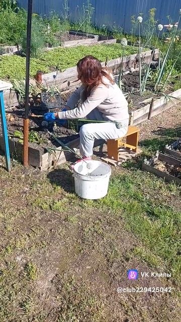 Сбор урожая