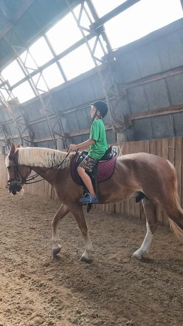 Святослав первый раз сел на Каспера, шаг в манеже.