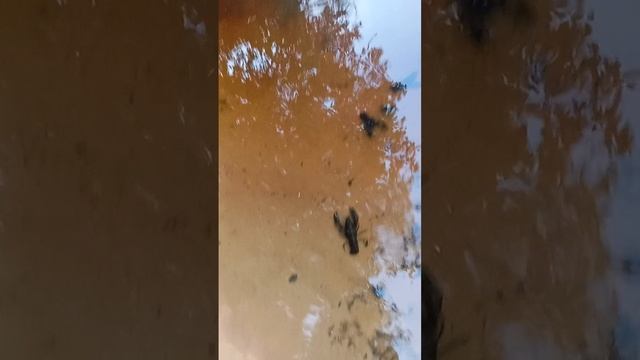 отпускаем раков на природе.
