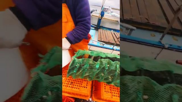 Сахалин - сезон морепродуктов