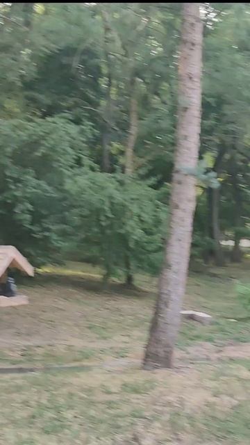 покормили белок🐿️😂 shorts