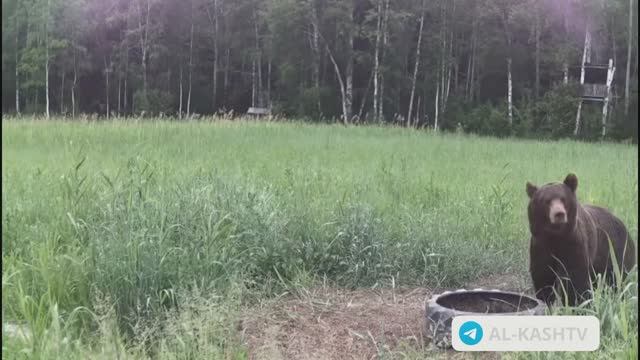 ЛУЧШИЙ ПОМОШНИК В ОХОТ УГОДЬЯХ