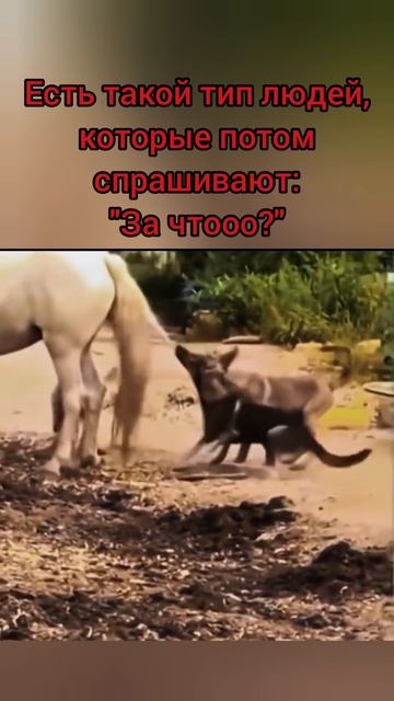 ЛЮДИ \ СОБАКИ
#психология #человек #индивид #гуманизм #киники #собаки #лошадь #конь #общество