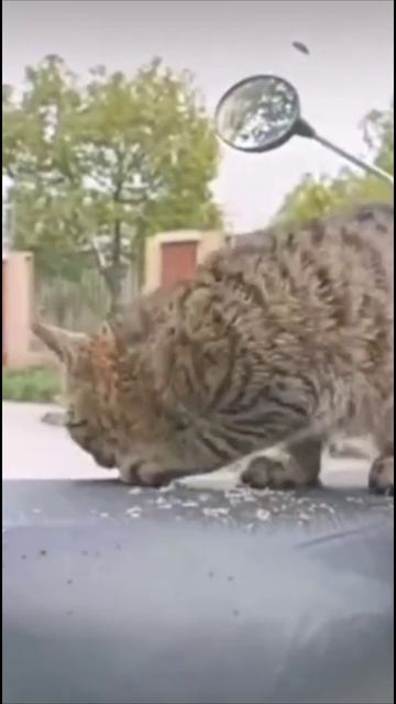 Смешные коты #71-3