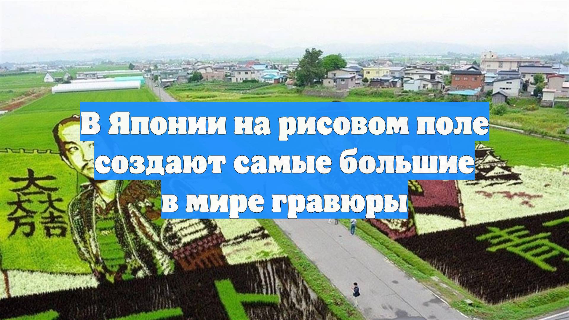 В Японии на рисовом поле создают самые большие в мире гравюры