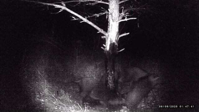 Кабаны вернулись