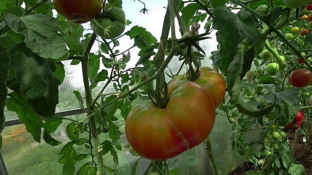 Такие томаты не купишь