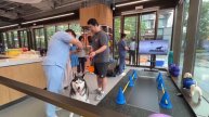 🐶Gogogym – первый в Китае спортзал для домашних животных