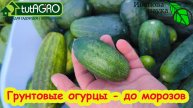 ОГУРЦЫ ДО МОРОЗОВ: вот как надо сейчас подкормить огурцы. Омоложение и защита огурцов от пожелтения.
