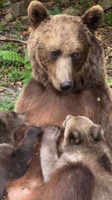 Мать кормит 🐻