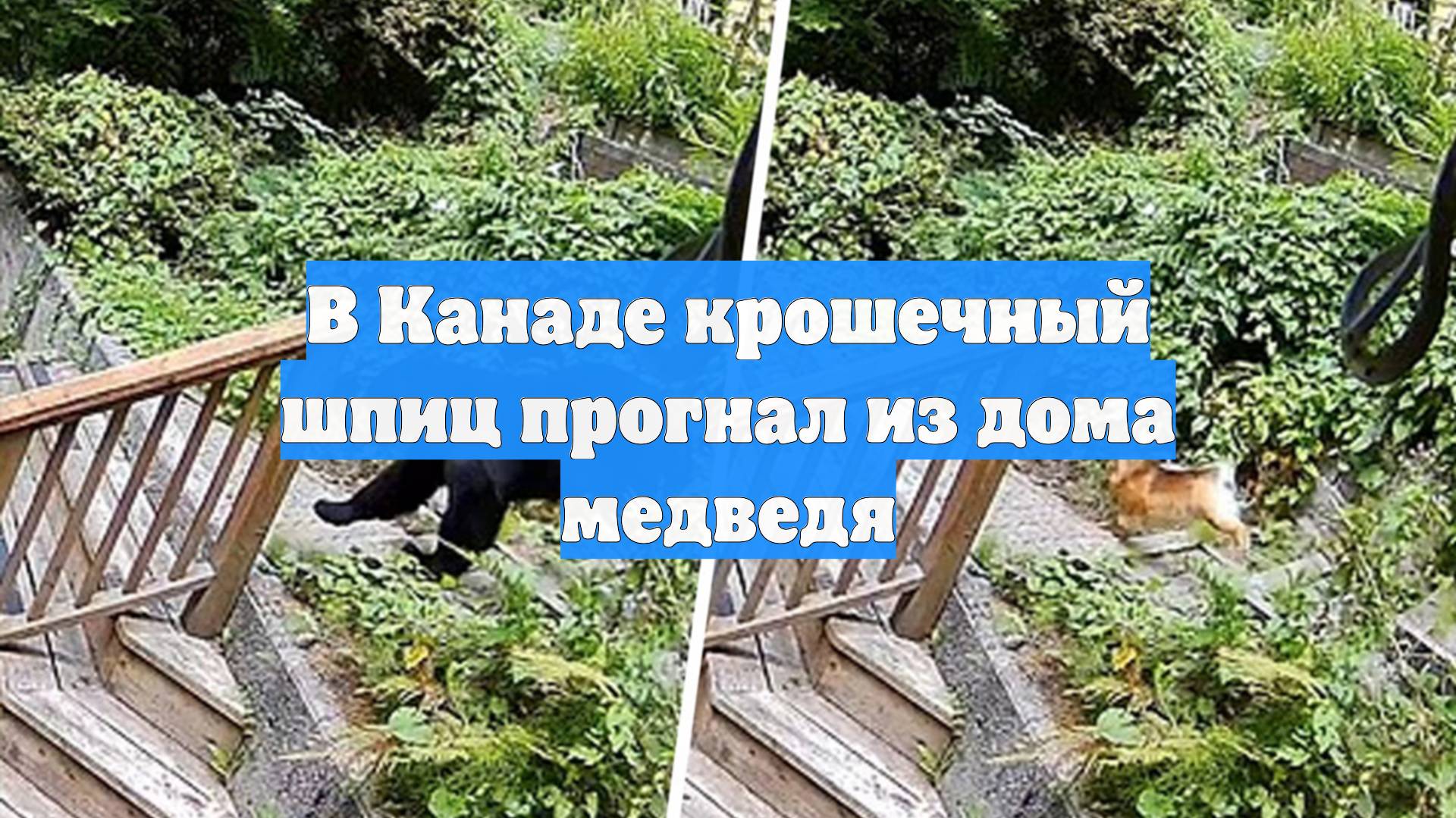 В Канаде крошечный шпиц прогнал из дома медведя