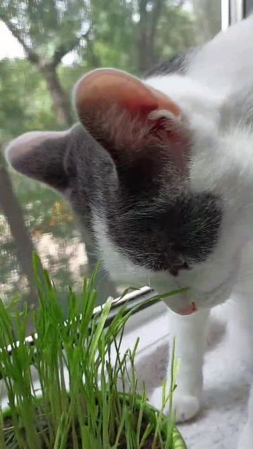 Котику Кабанчику - 1 год и 5 месяцев