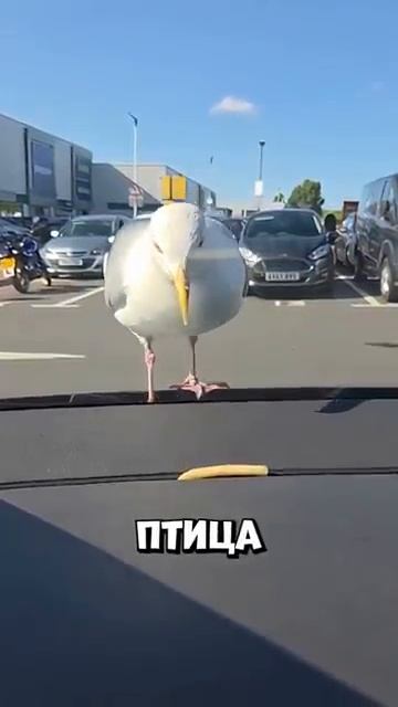 Эта чайка сделала мой день 😀