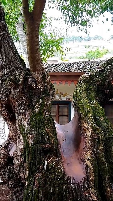 Этому плющу более трехсот лет. Бахчисарайский дворец