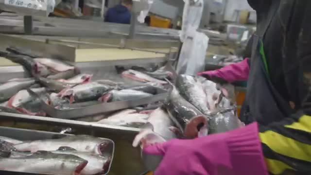 Студенческие отряды на путине.