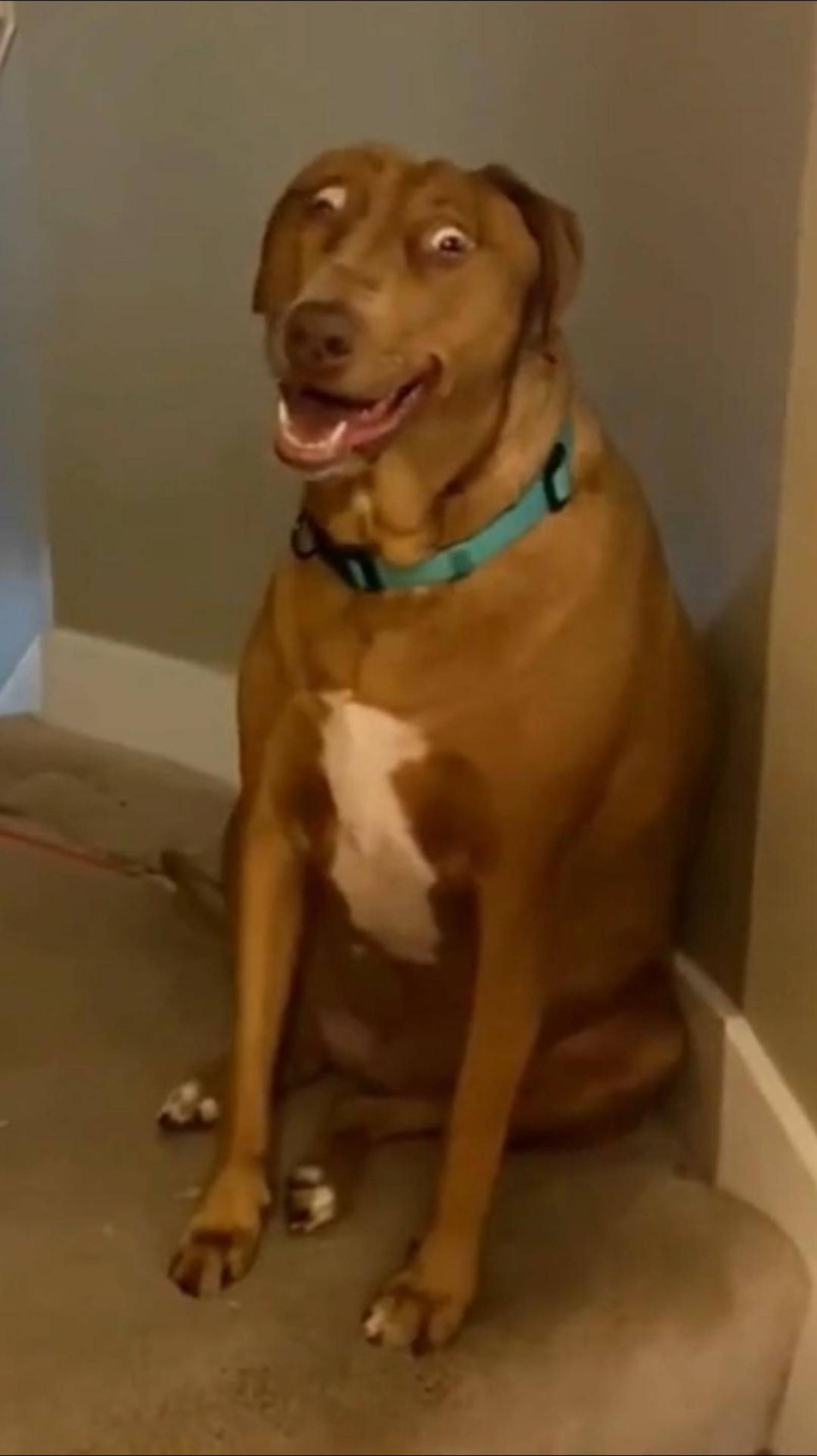 😂 С УМА СХОДЯТ 😲 УСТАЛ ЧУТКА 😾 ОЗВУЧКА ОТ ROMEO 🔥 #cat #ОЗВУЧКА #юмор