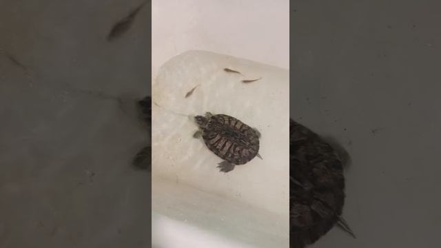 черепахин охотится на пираньи)