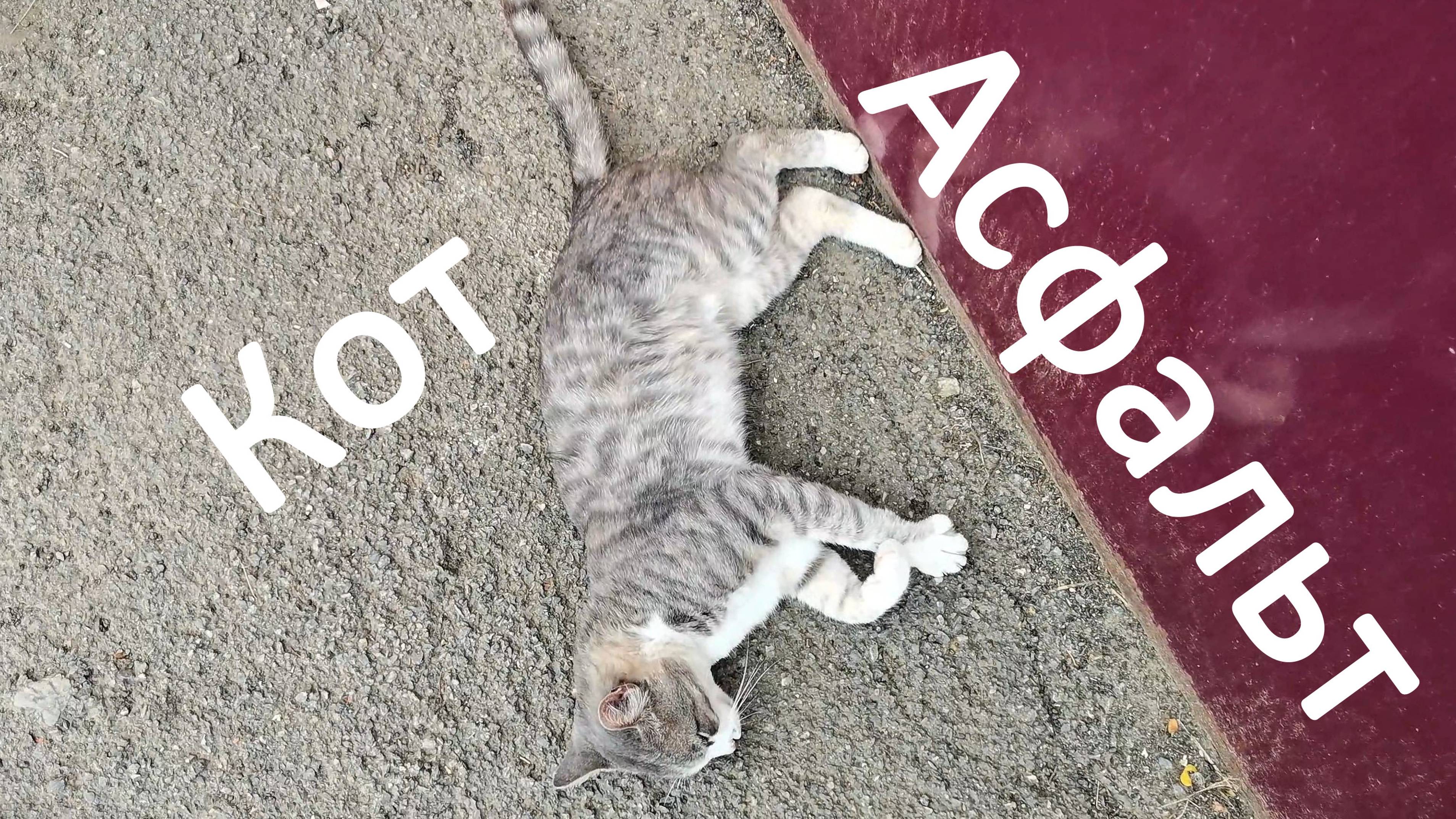 Кот 🐈 и асфальт